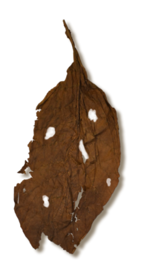Fronto Blend